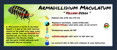 Armadillidium Maculatum Yellow Zebra Isopod Bin Label